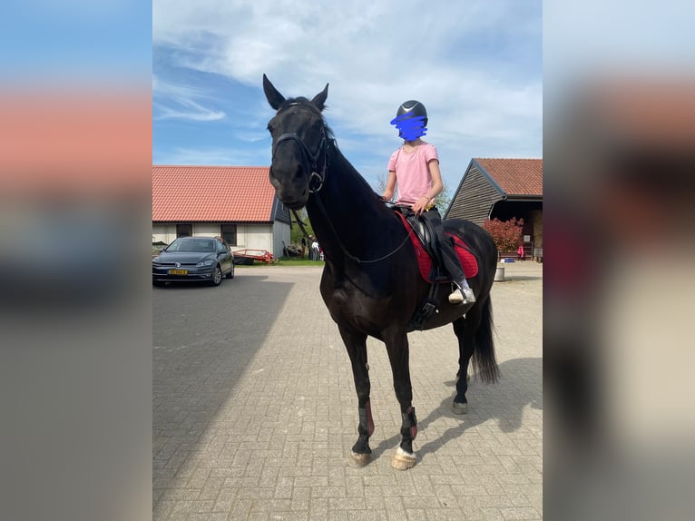 KWPN Giumenta 17 Anni 171 cm Baio nero in Wehl