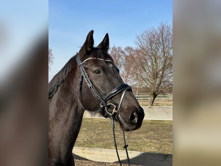 KWPN Giumenta 17 Anni 172 cm Morello in Hildesheim