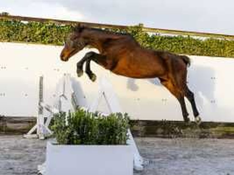 KWPN Giumenta 18 Anni 160 cm Baio in Waddinxveen