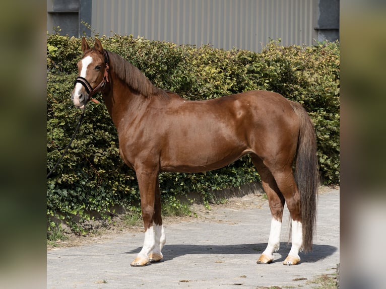 KWPN Giumenta 18 Anni 160 cm Sauro in Walluf