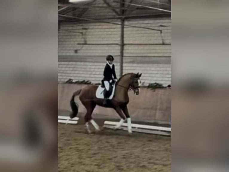 KWPN Giumenta 18 Anni 160 cm Sauro in Walluf