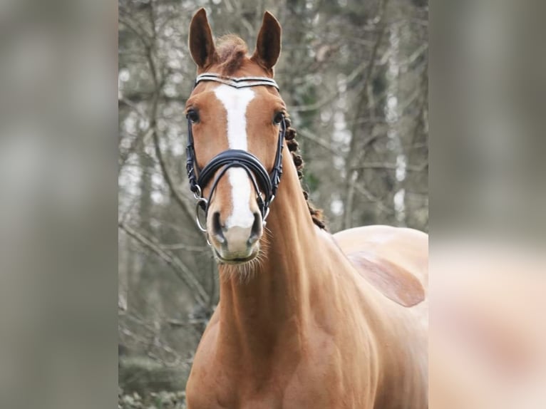 KWPN Giumenta 18 Anni 160 cm Sauro in Walluf