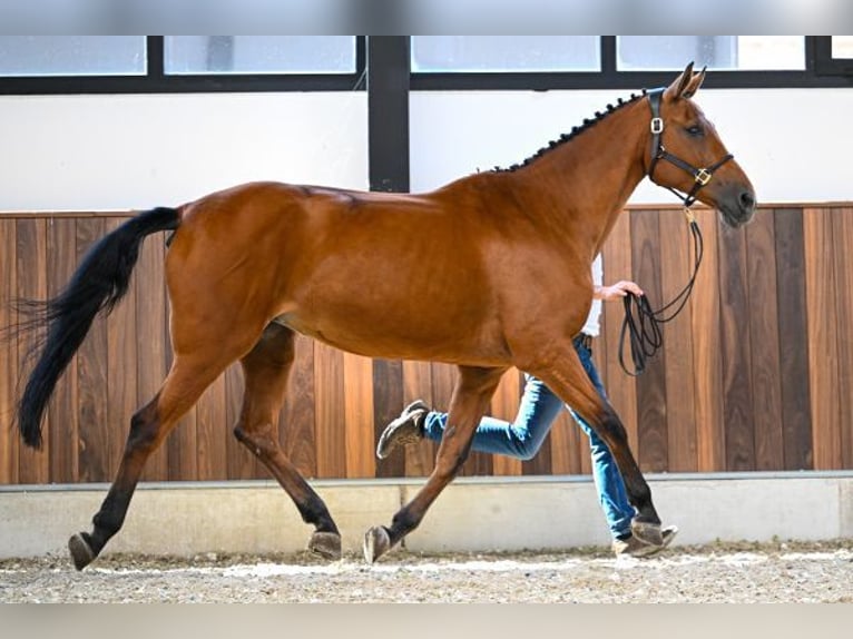 KWPN Giumenta 18 Anni 167 cm Baio in Wijchmaal
