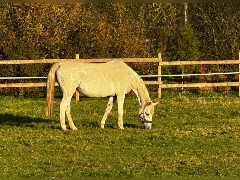 KWPN Giumenta 18 Anni 167 cm Grigio in Rehburg-Loccum Münchehagen