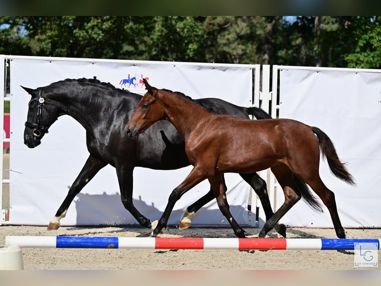 KWPN Giumenta 18 Anni 168 cm Morello in SALINS