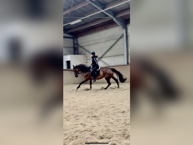 KWPN Giumenta 18 Anni 170 cm Baio in Londerzeel