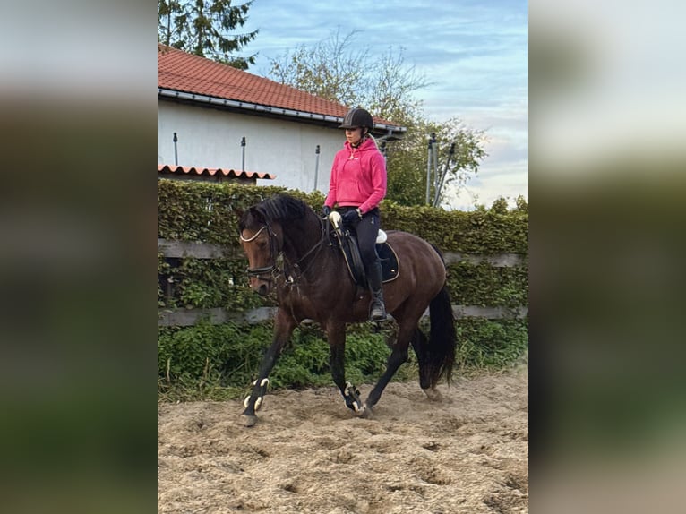 KWPN Giumenta 18 Anni 170 cm Baio in Londerzeel