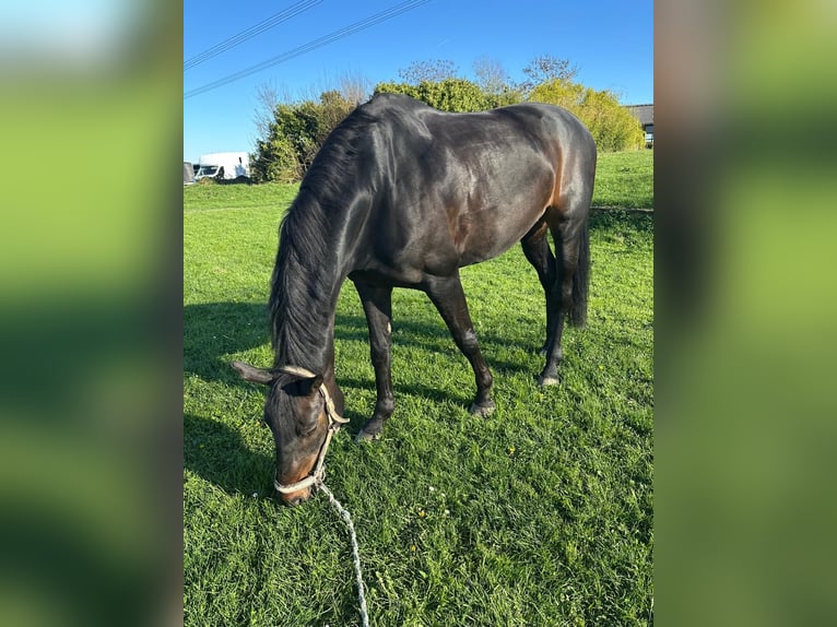KWPN Giumenta 18 Anni 172 cm Baio scuro in Grevenbroich