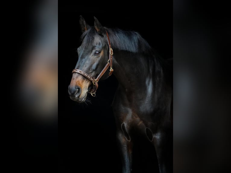 KWPN Giumenta 18 Anni 172 cm Baio scuro in Grevenbroich