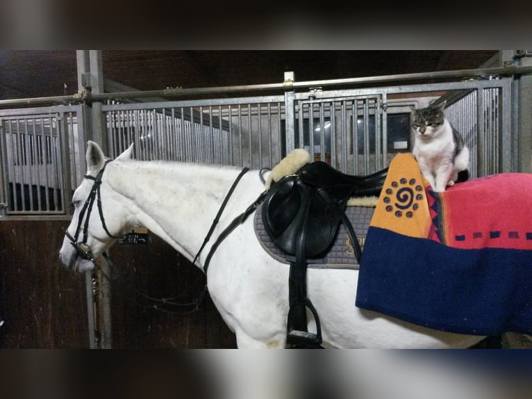 KWPN Giumenta 19 Anni 163 cm Grigio in Bissingen