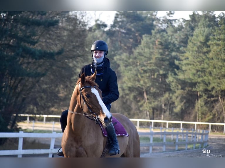 KWPN Giumenta 19 Anni 167 cm Sauro in Sambeek