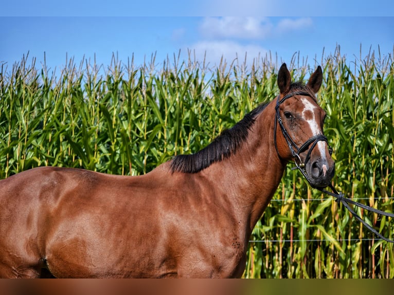 KWPN Giumenta 19 Anni 170 cm Baio in Affligem