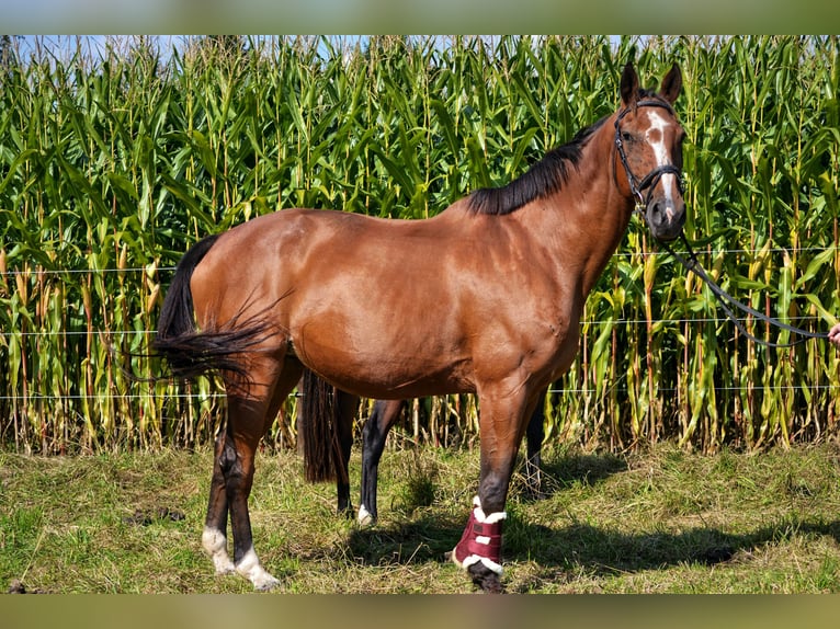 KWPN Giumenta 19 Anni 170 cm Baio in Affligem