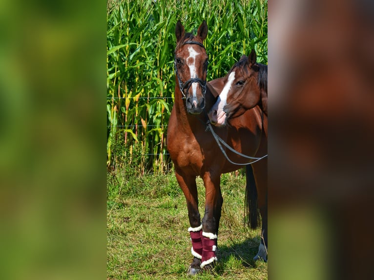 KWPN Giumenta 19 Anni 170 cm Baio in Affligem