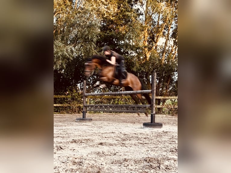 KWPN Giumenta 19 Anni 170 cm Baio in Londerzeel