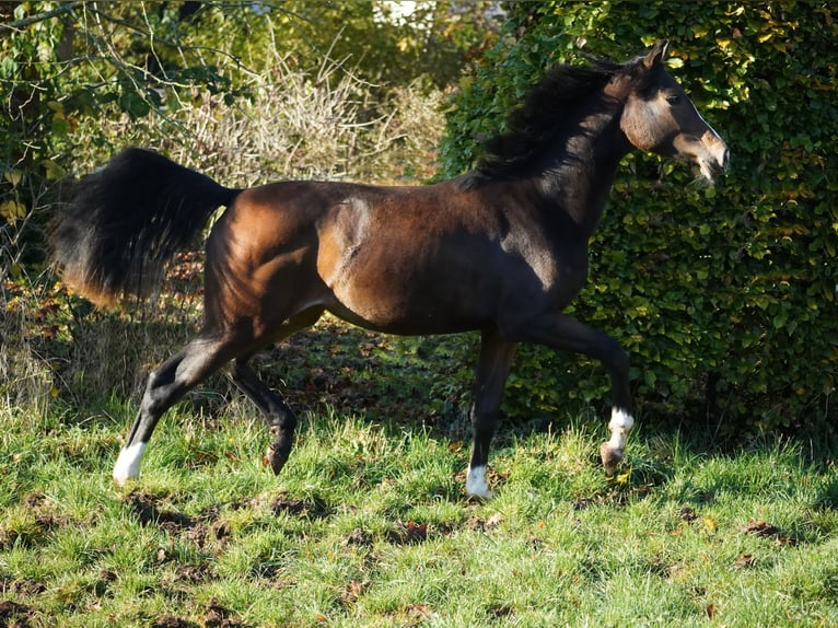 KWPN Giumenta 1 Anno 170 cm Baio in Nettersheim