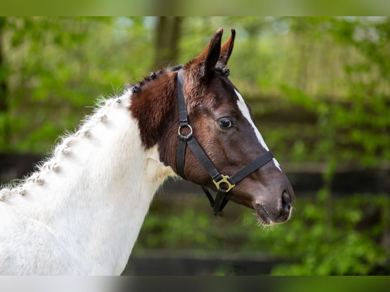 KWPN Giumenta 1 Anno 170 cm Pezzato in Ede