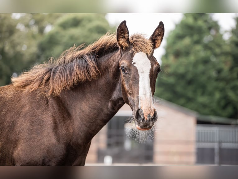 KWPN Giumenta 1 Anno 170 cm Sauro scuro in Maasbree