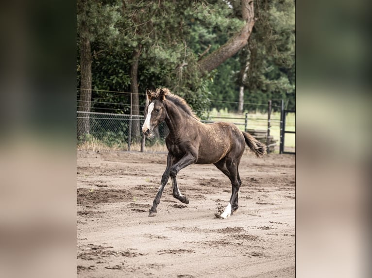 KWPN Giumenta 1 Anno 170 cm Sauro scuro in Maasbree