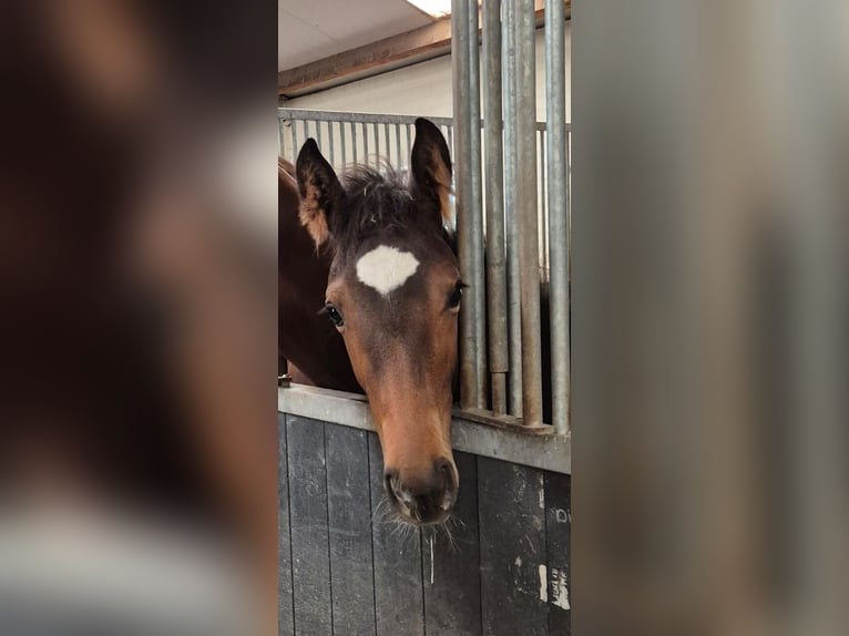 KWPN Giumenta 1 Anno Baio nero in Veghel