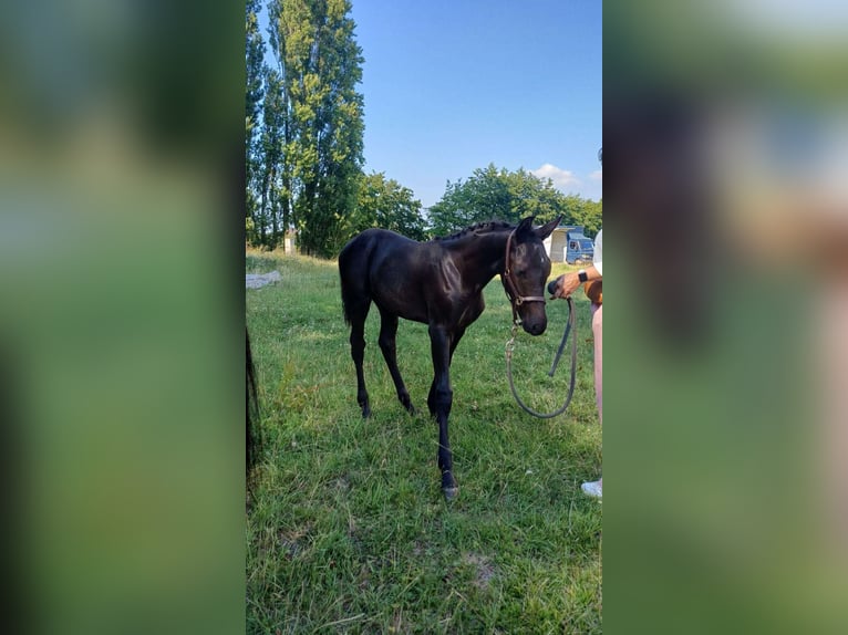 KWPN Giumenta 1 Anno Baio nero in Wommelgem