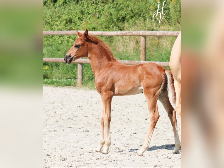 KWPN Giumenta 1 Anno Sauro scuro in Marly-sous-Issy