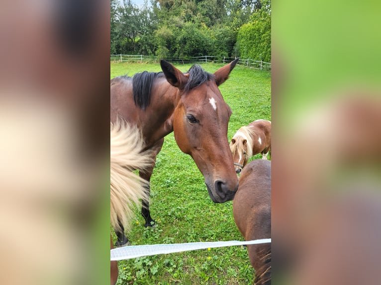 KWPN Giumenta 20 Anni 156 cm Baio in Obersch&#xF6;negg
