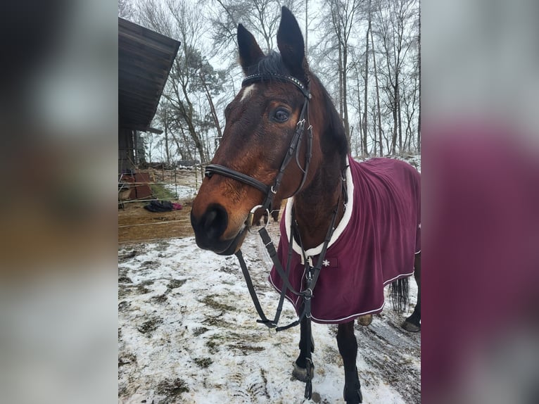 KWPN Giumenta 20 Anni 156 cm Baio in Obersch&#xF6;negg