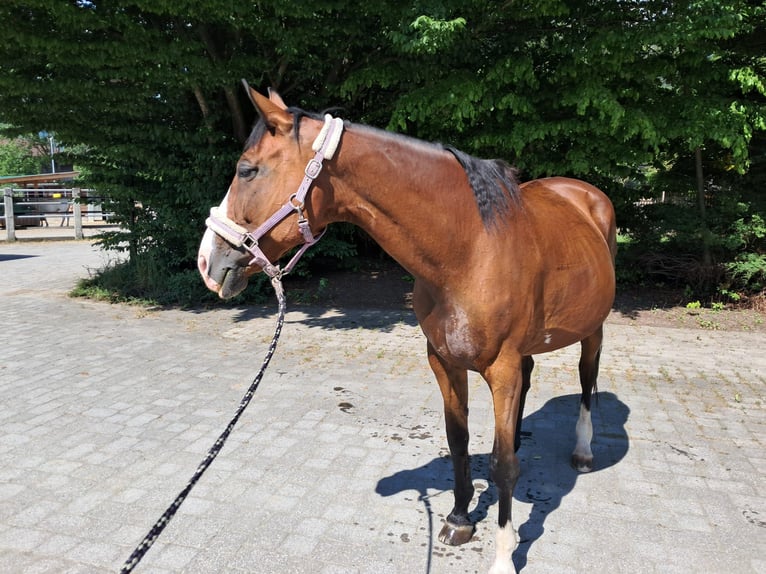 KWPN Giumenta 20 Anni 168 cm Baio in Reutte