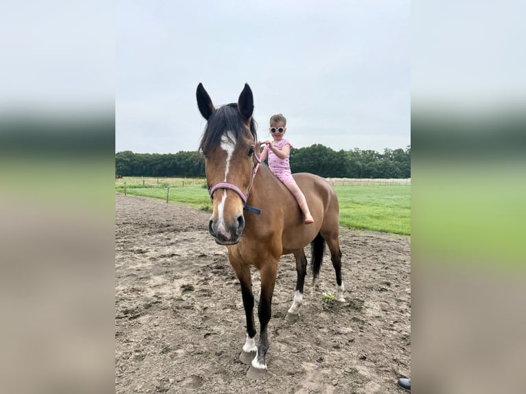 KWPN Giumenta 20 Anni 170 cm Baio in Nistelrode
