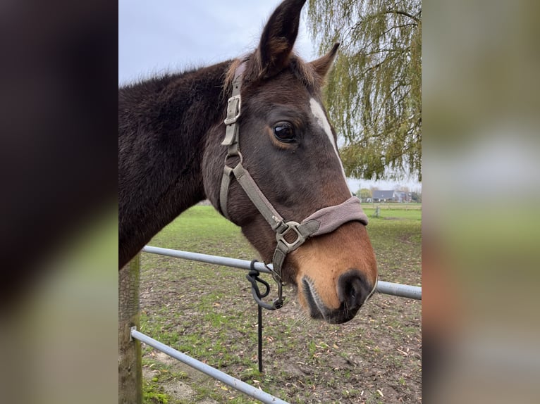 KWPN Giumenta 21 Anni 162 cm Baio scuro in Kranenburg