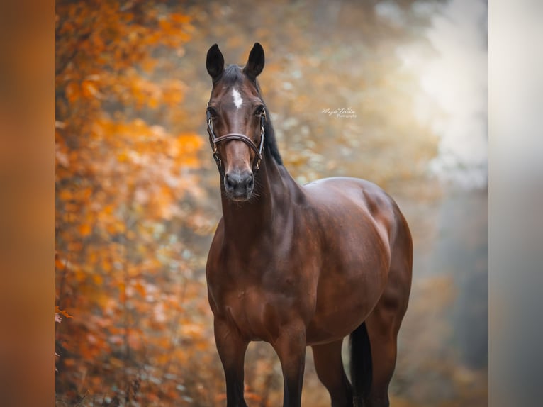 KWPN Giumenta 21 Anni 172 cm Baio in Ommen