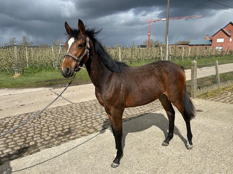 KWPN Giumenta 2 Anni 150 cm Baio in Kortenaken