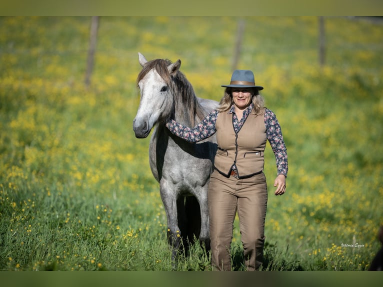 KWPN Giumenta 2 Anni 152 cm Grigio in Scheffau am Wilden Kaiser