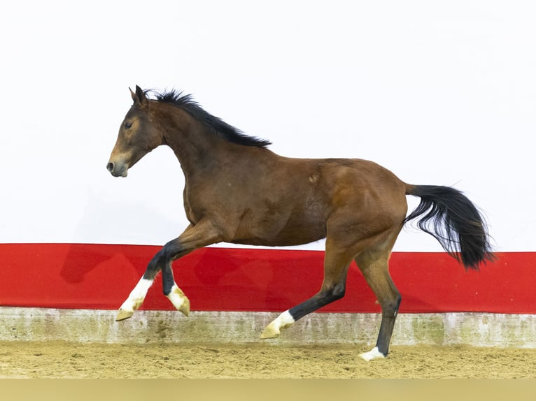 KWPN Giumenta 2 Anni 155 cm  in Waddinxveen