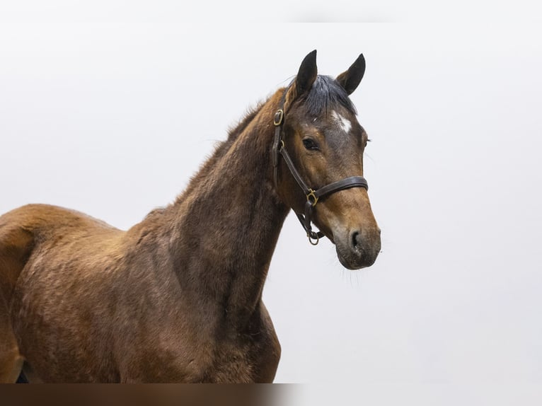 KWPN Giumenta 2 Anni 155 cm  in Waddinxveen