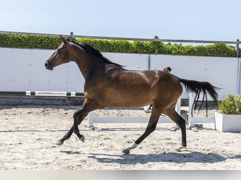 KWPN Giumenta 2 Anni 160 cm Baio in Waddinxveen