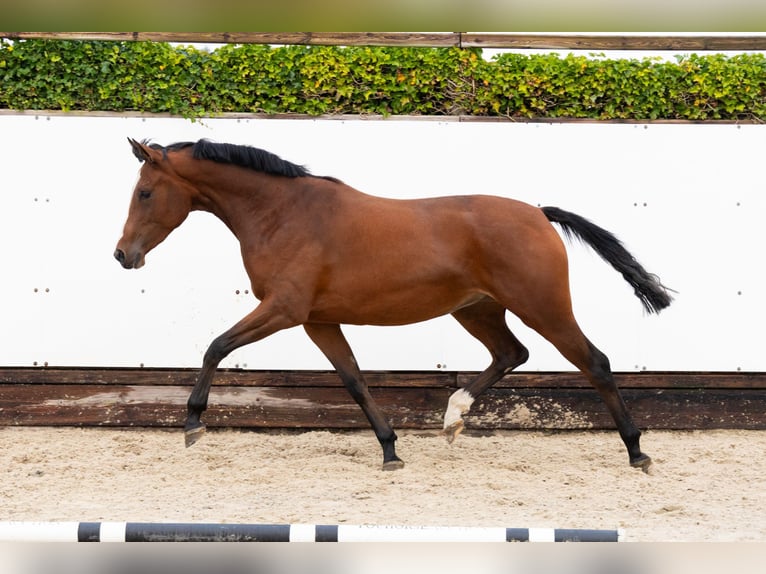 KWPN Giumenta 2 Anni 160 cm Baio scuro in Waddinxveen KWPN Giumenta 2 Anni 160 cm Baio scuro in Waddinxveen