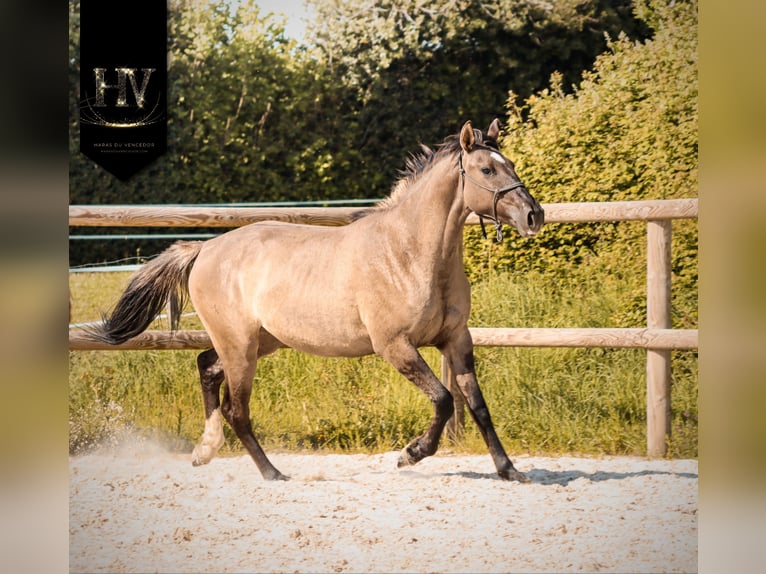 KWPN Giumenta 2 Anni 160 cm Grullo in Grury