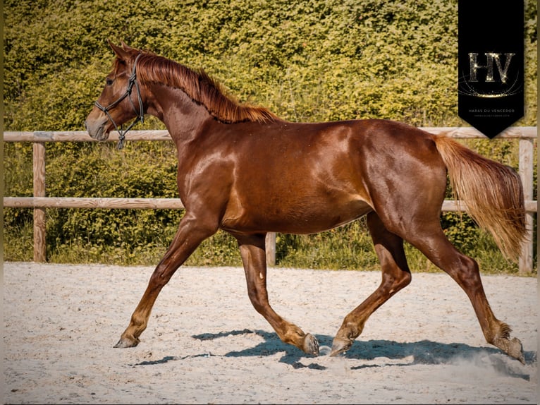 KWPN Giumenta 2 Anni 160 cm Sauro scuro in Grury