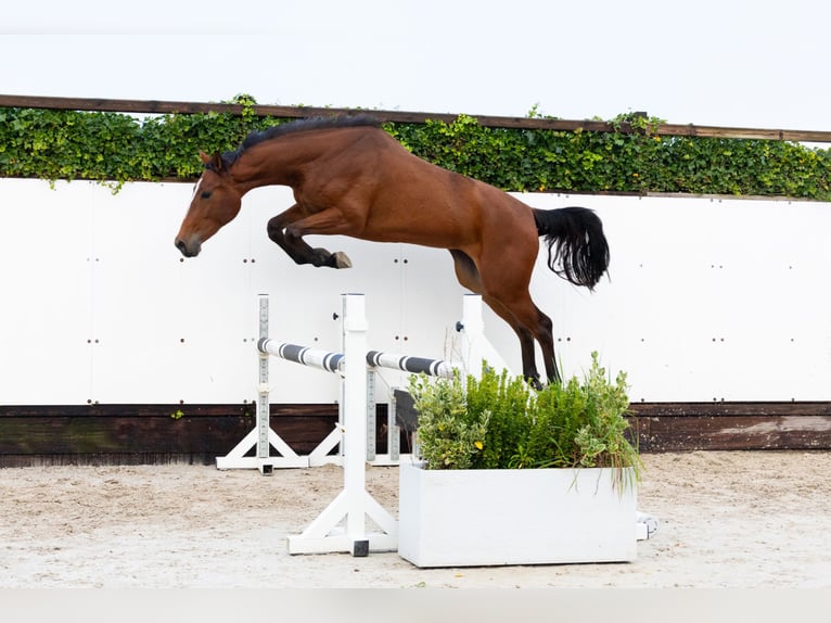 KWPN Giumenta 2 Anni 162 cm Baio in Waddinxveen KWPN Giumenta 2 Anni 162 cm Baio in Waddinxveen