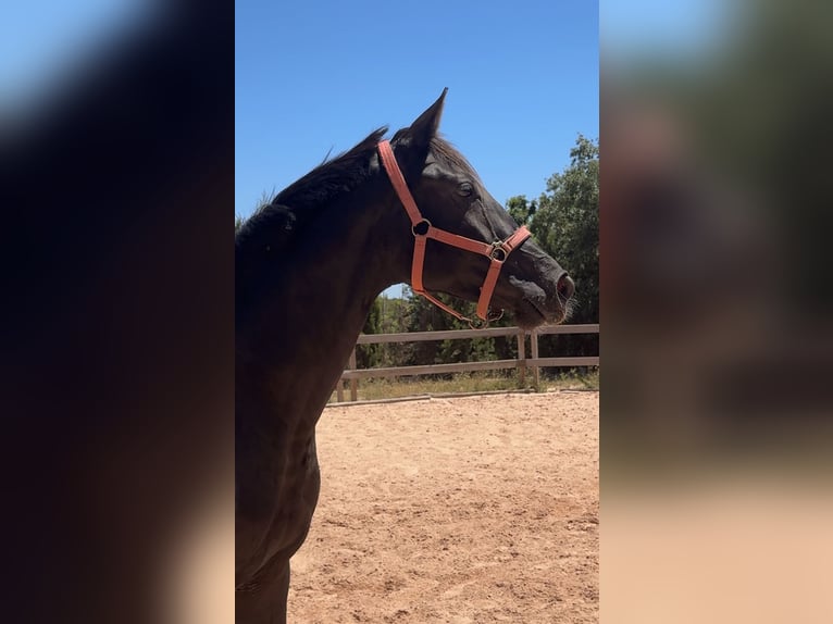 KWPN Giumenta 2 Anni 162 cm Morello in Naquera