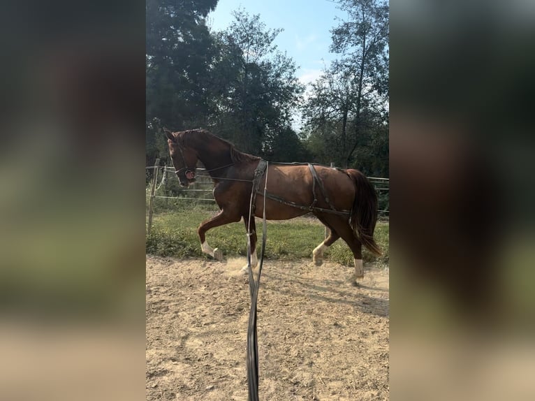 KWPN Giumenta 2 Anni 165 cm Baio in Novi Perkovci, Đakovo