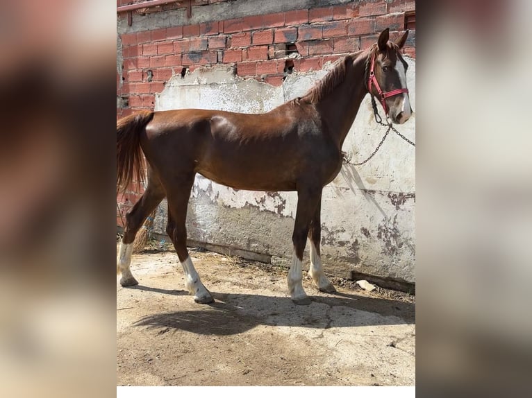 KWPN Giumenta 2 Anni 165 cm Baio in Novi Perkovci, Đakovo