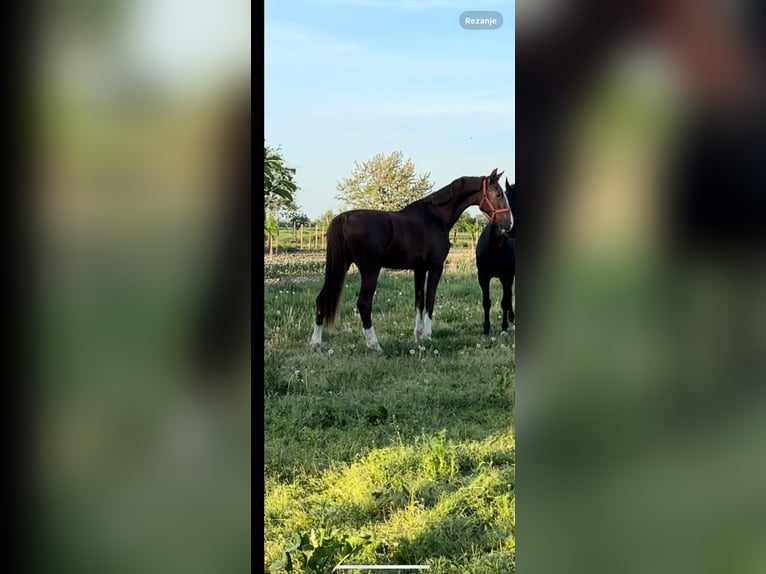 KWPN Giumenta 2 Anni 165 cm Baio in Novi Perkovci, Đakovo