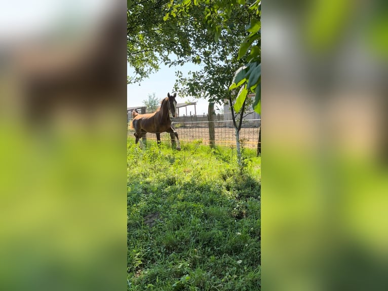 KWPN Giumenta 2 Anni 165 cm Baio in Novi Perkovci, Đakovo