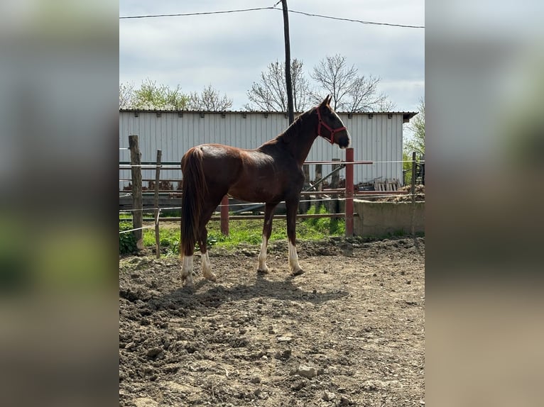 KWPN Giumenta 2 Anni 165 cm Baio in Novi Perkovci, Đakovo