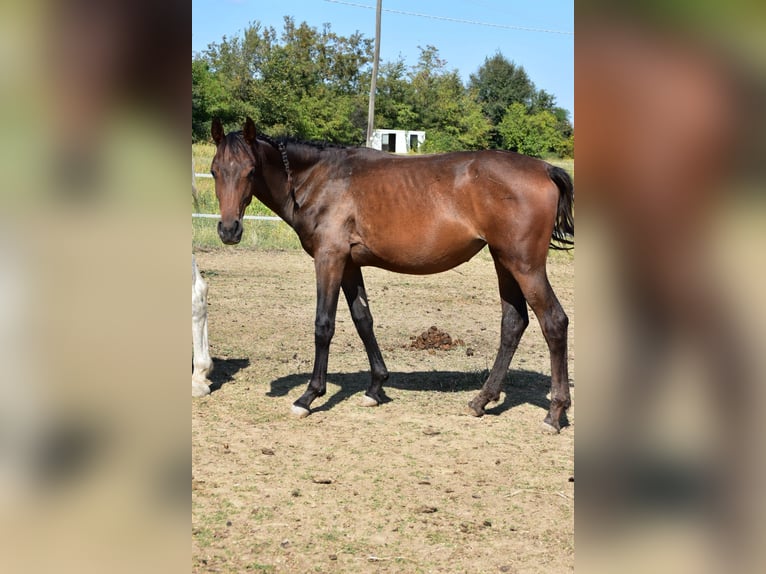 KWPN Giumenta 2 Anni 165 cm Baio ciliegia in Castellarano