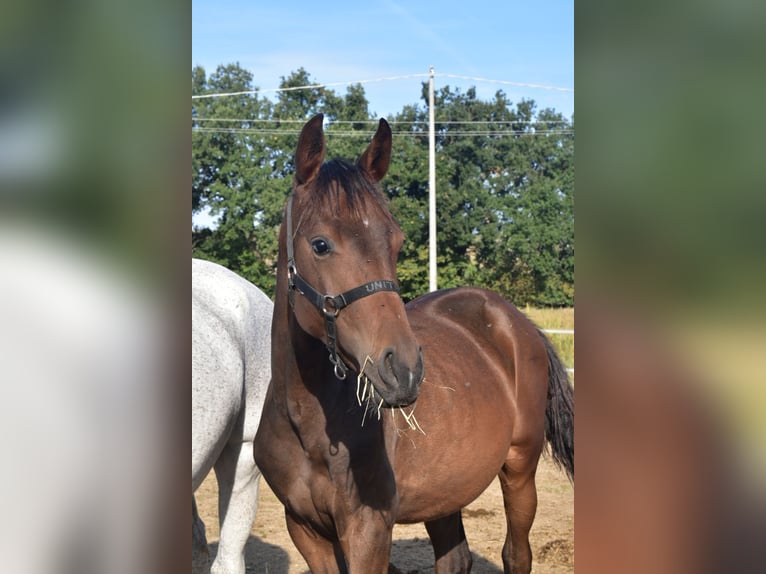 KWPN Giumenta 2 Anni 165 cm Baio ciliegia in Castellarano