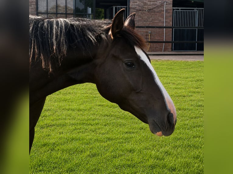 KWPN Giumenta 2 Anni 166 cm Baio scuro in Maasbree